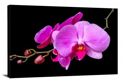 CW2568-orchids-flower-00