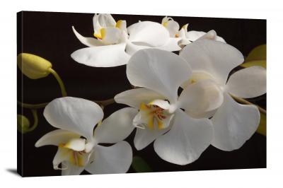 Orchids Delicacy, 2021 - Canvas Wrap