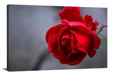Roses Bloom, 2021 - Canvas Wrap