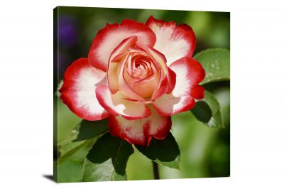 Roses Rose, 2021 - Canvas Wrap