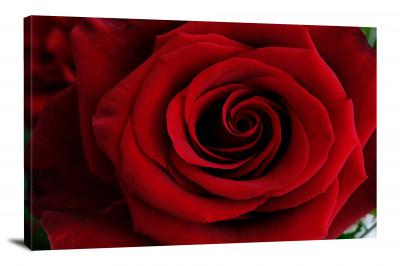 CW2615-roses-petals-00