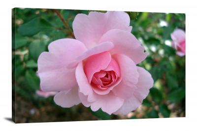 CW2621-roses-rosaceae-00