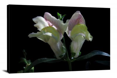 CW2624-snapdragons-nature-00