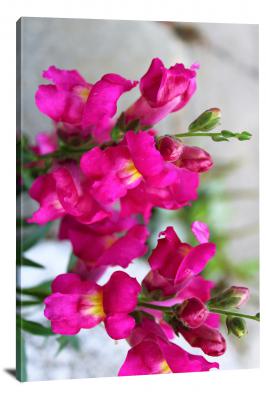 Snapdragons Flowers, 2021 - Canvas Wrap