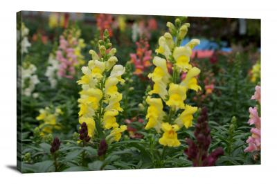 CW2628-snapdragons-flowers-00