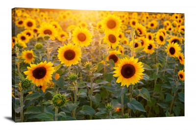 Sunflowers Flowers, 2021 - Canvas Wrap