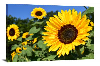 CW2634-sunflowers-pollen-00