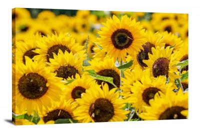CW2636-sunflowers-beetle-00
