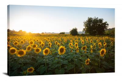 Sunflowers Sun, 2021 - Canvas Wrap