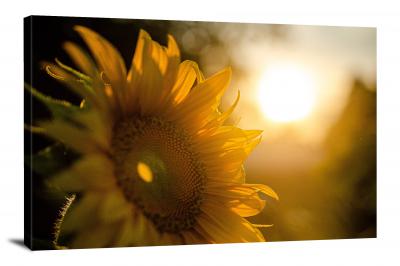Sunflowers Summer, 2021 - Canvas Wrap