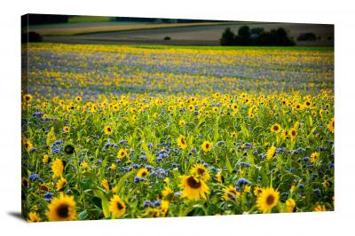 CW2640-sunflowers-sunflowers-00