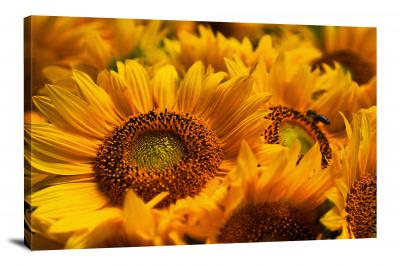 Sunflowers Flowers, 2021 - Canvas Wrap