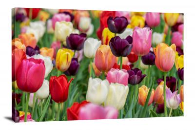 Tulips Bloom, 2021 - Canvas Wrap