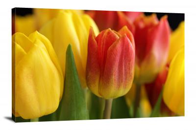 Tulips Buds, 2021 - Canvas Wrap