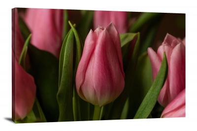 CW2650-tulips-tulips-00