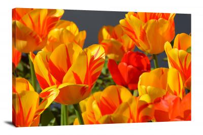 Tulips Flowers, 2021 - Canvas Wrap