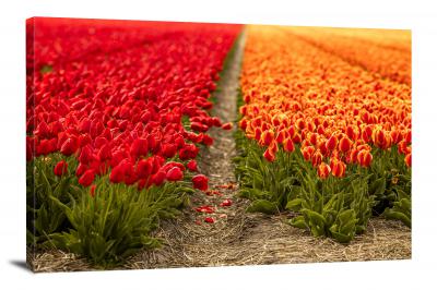 Tulips Fields, 2021 - Canvas Wrap