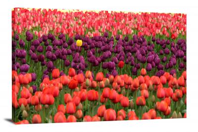 CW2658-tulips-blossom-00