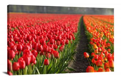 Tulips Background, 2021 - Canvas Wrap