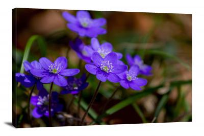 CW2662-violets-nature-00