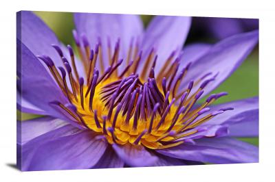 CW2665-violets-flower-00
