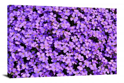 CW2668-violets-violet-00