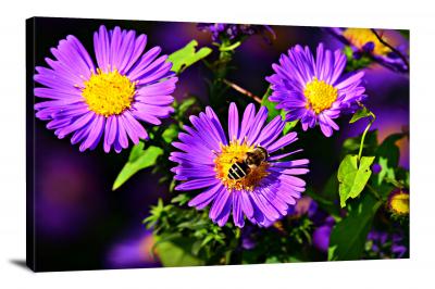 Aster Insect, 2021 - Canvas Wrap