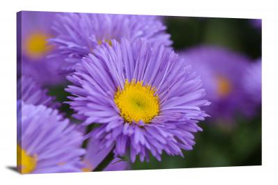 Aster Flowers, 2021 - Canvas Wrap