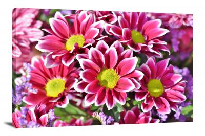 Aster Bloom, 2021 - Canvas Wrap