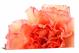 Bloom Carnation, 2021 - Canvas Wrap