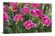 Carnation Dianthus-caryophyllus, 2021 - Canvas Wrap