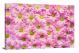 Pink Daisies, 2021 - Canvas Wrap