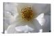 Gardenia Flower Bloom, 2021 - Canvas Wrap