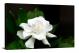 Gardenia Dewdrops, 2021 - Canvas Wrap