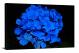 Hydraneas Flower, 2021 - Canvas Wrap