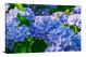 Hydraneas Flower, 2021 - Canvas Wrap