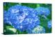 Hydraneas Bloom, 2021 - Canvas Wrap
