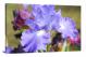 Iris Bloom, 2021 - Canvas Wrap