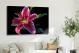 Lily Flower, 2021 - Canvas Wrap3