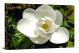 Magnolias Nature, 2021 - Canvas Wrap