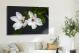 Magnolias Spring, 2021 - Canvas Wrap3
