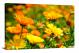 Marigolds Bloom, 2021 - Canvas Wrap