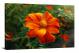 Marigolds Plant, 2021 - Canvas Wrap