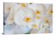 Orchids Blossom, 2021 - Canvas Wrap