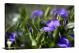 Periwinkle Evergreen, 2021 - Canvas Wrap