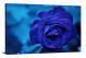 Roses Droplets, 2021 - Canvas Wrap