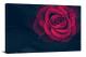 Roses Nature, 2021 - Canvas Wrap