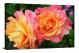 Roses Dewdrops, 2021 - Canvas Wrap