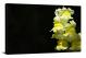 Snapdragons Blossom, 2021 - Canvas Wrap