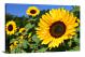 Sunflowers Pollen, 2021 - Canvas Wrap